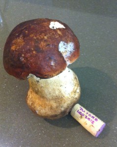 Porcini Mushroom